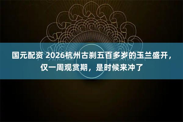 国元配资 2026杭州古刹五百多岁的玉兰盛开，仅一周观赏期，是时候来冲了